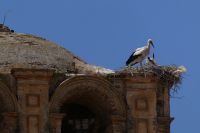 Carmona, ein Zuhause für Störche