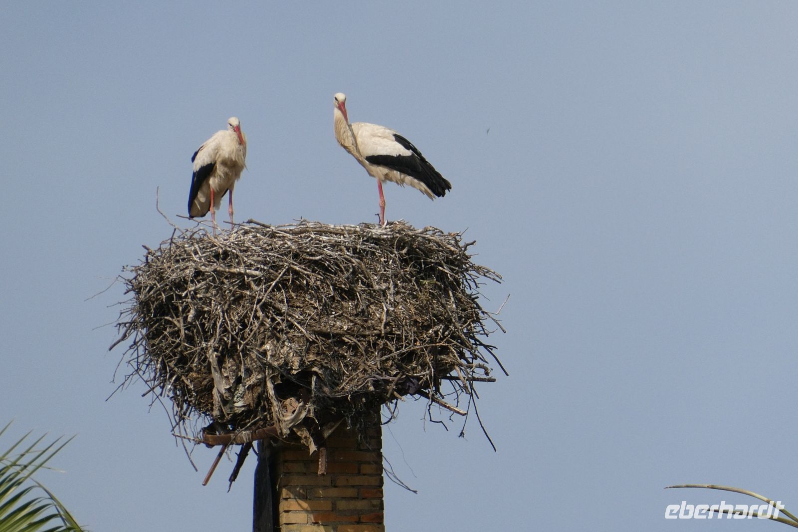 Geturtel in der Höhe