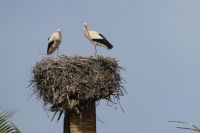 Geturtel in der Höhe