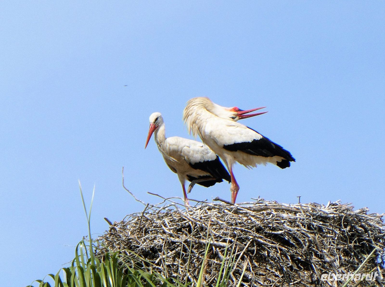 da klappert der Storch