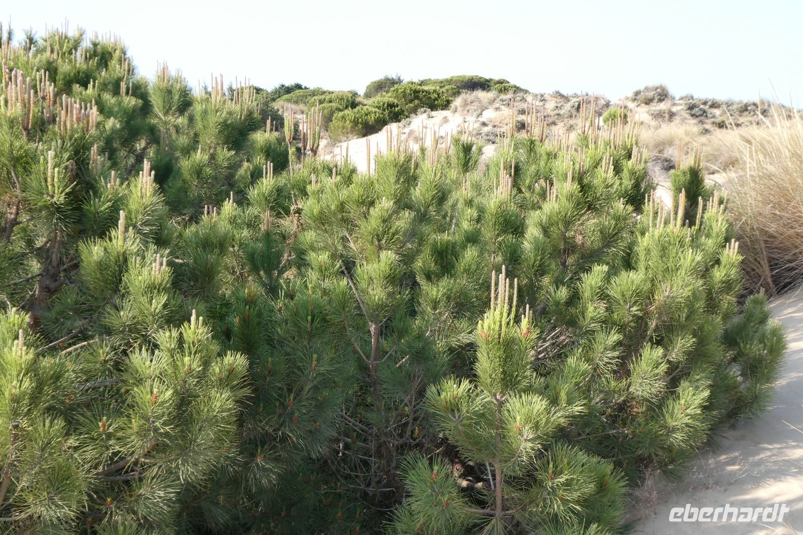 Vegetation in den Dünen