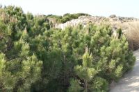 Vegetation in den Dünen