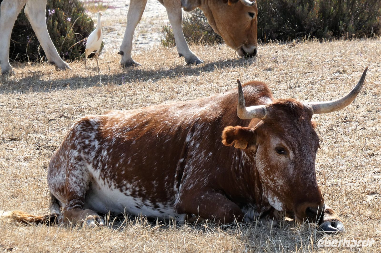 Rinder grasen im Park