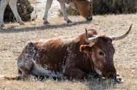 Rinder grasen im Park