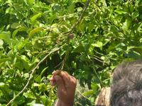 Stolz präsentierte Juanito uns das Nest einer Gottesanbeterin