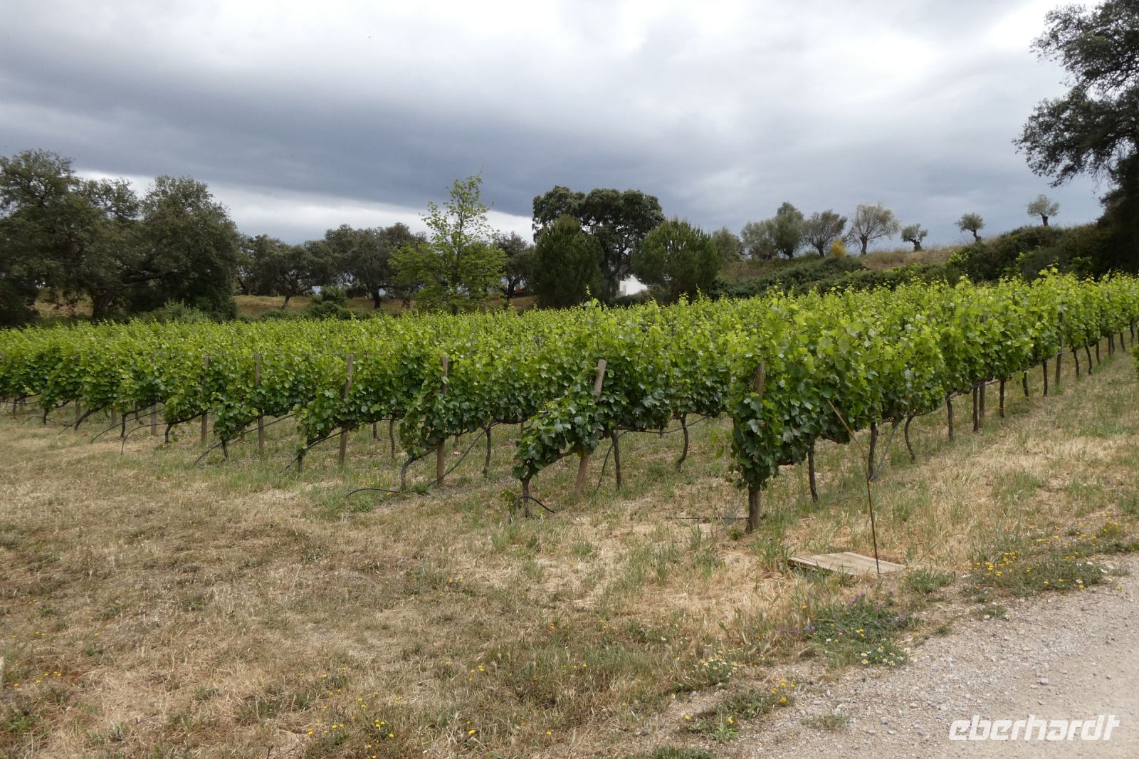 biologischer Weinbau