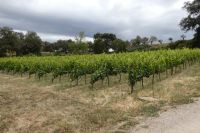 biologischer Weinbau