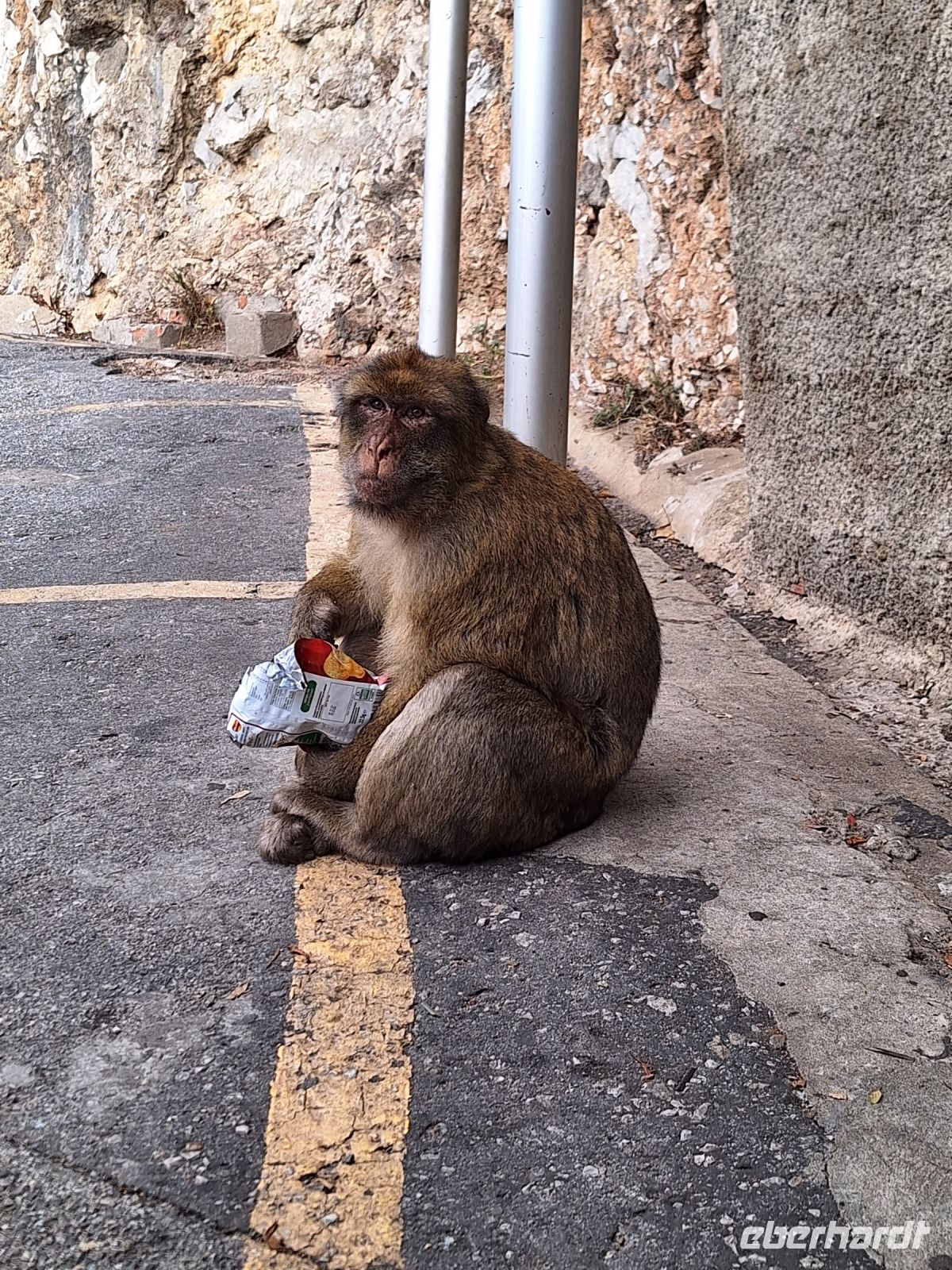 Gibraltar: Berberaffen