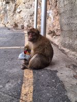 Gibraltar: Berberaffen