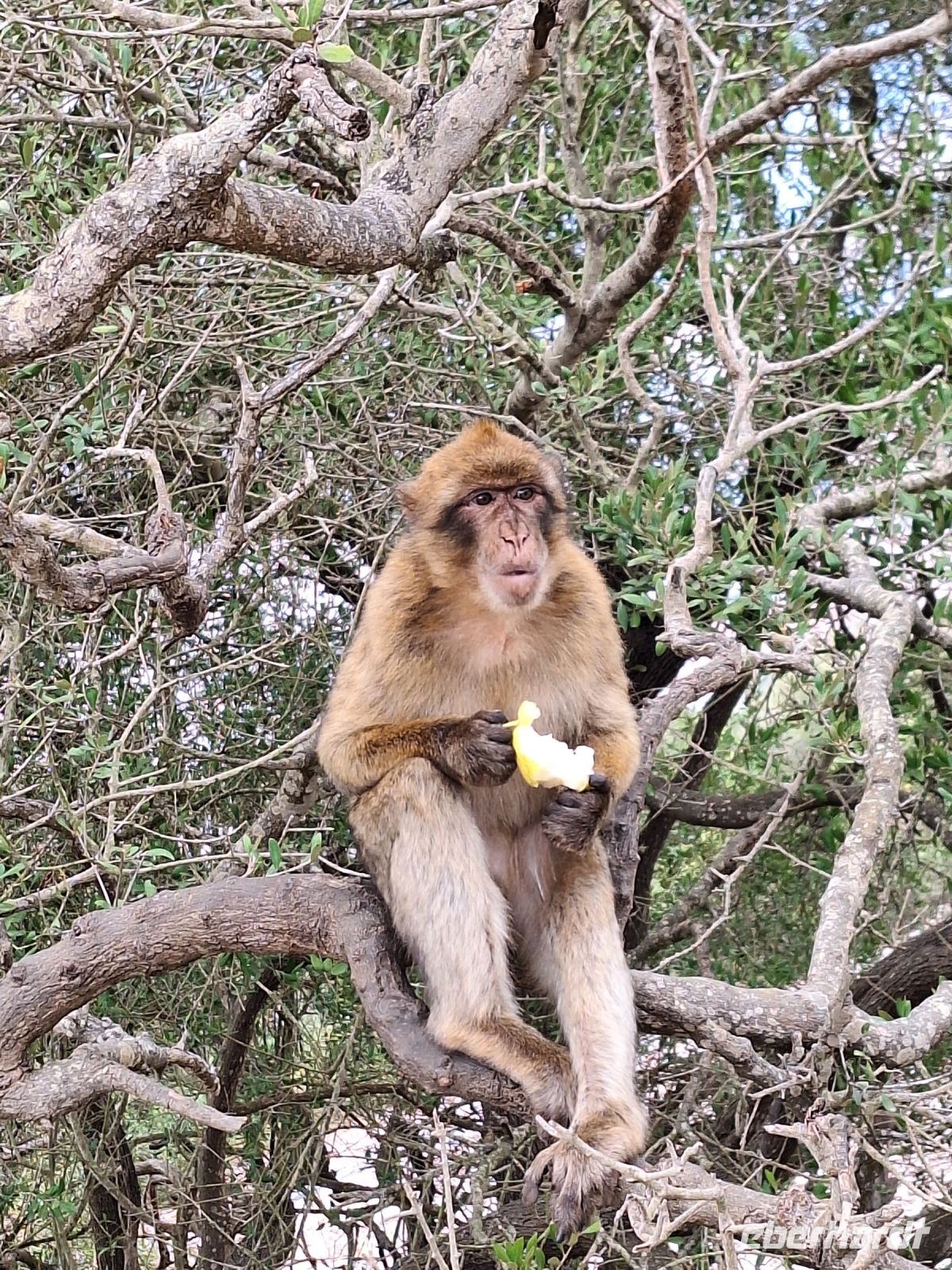 Gibraltar: Berberaffen