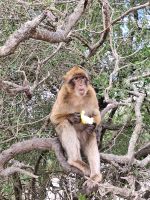 Gibraltar: Berberaffen