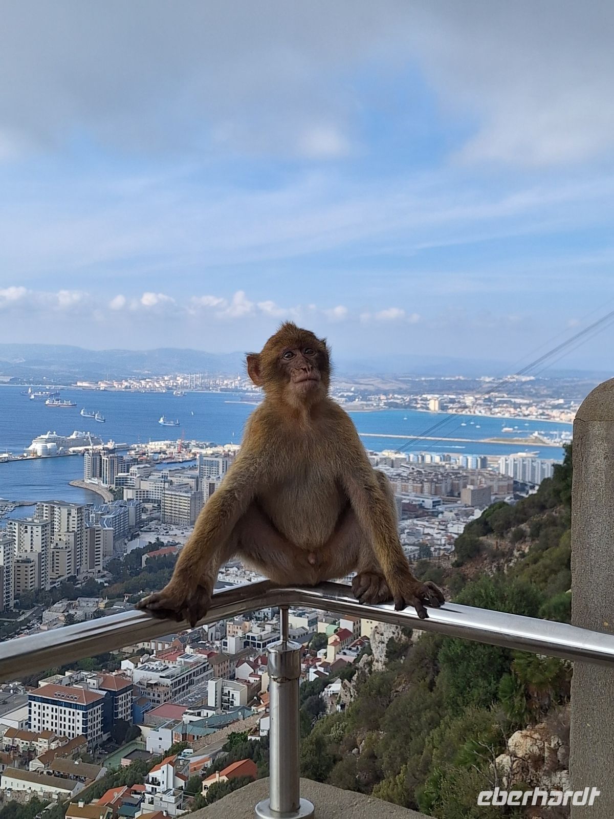 Gibraltar: Berberaffen