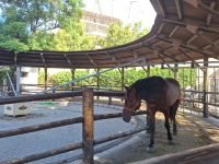 Jerez de la Frontera: Königliche Hofreitschule