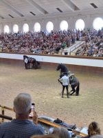 Jerez de la Frontera: Königliche Hofreitschule