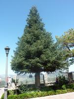 Die Pinsapo-Tanne kommt fast nur in Südspanien vor