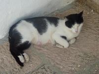 Mit Fell ließ es sich bei lockeren 37 Grad nur im Schatten aushalten