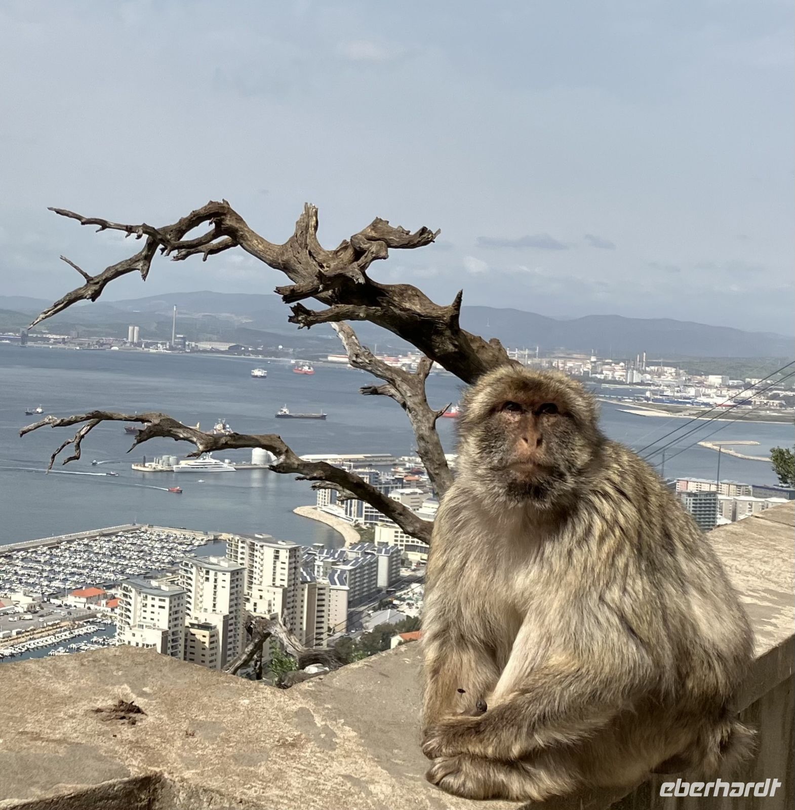 Gibraltar, Treffen mit den Berberaffen