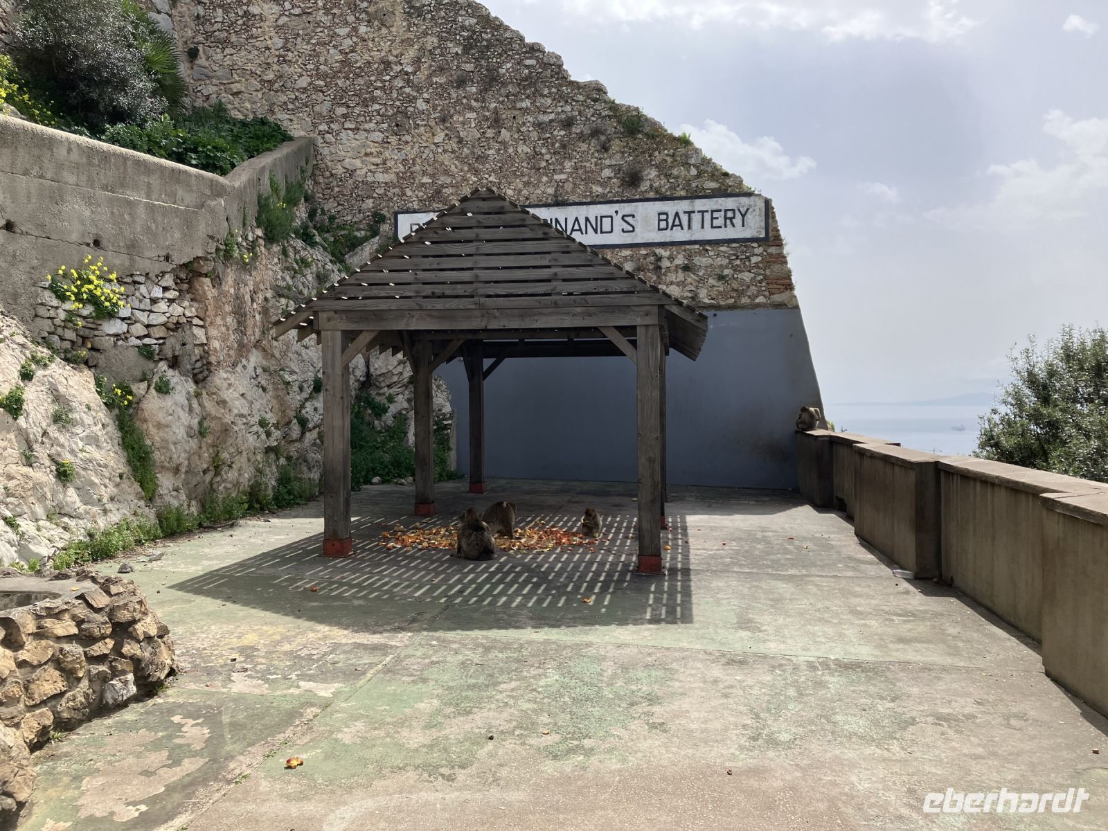 Gibraltar, Futterstelle der Berberaffen