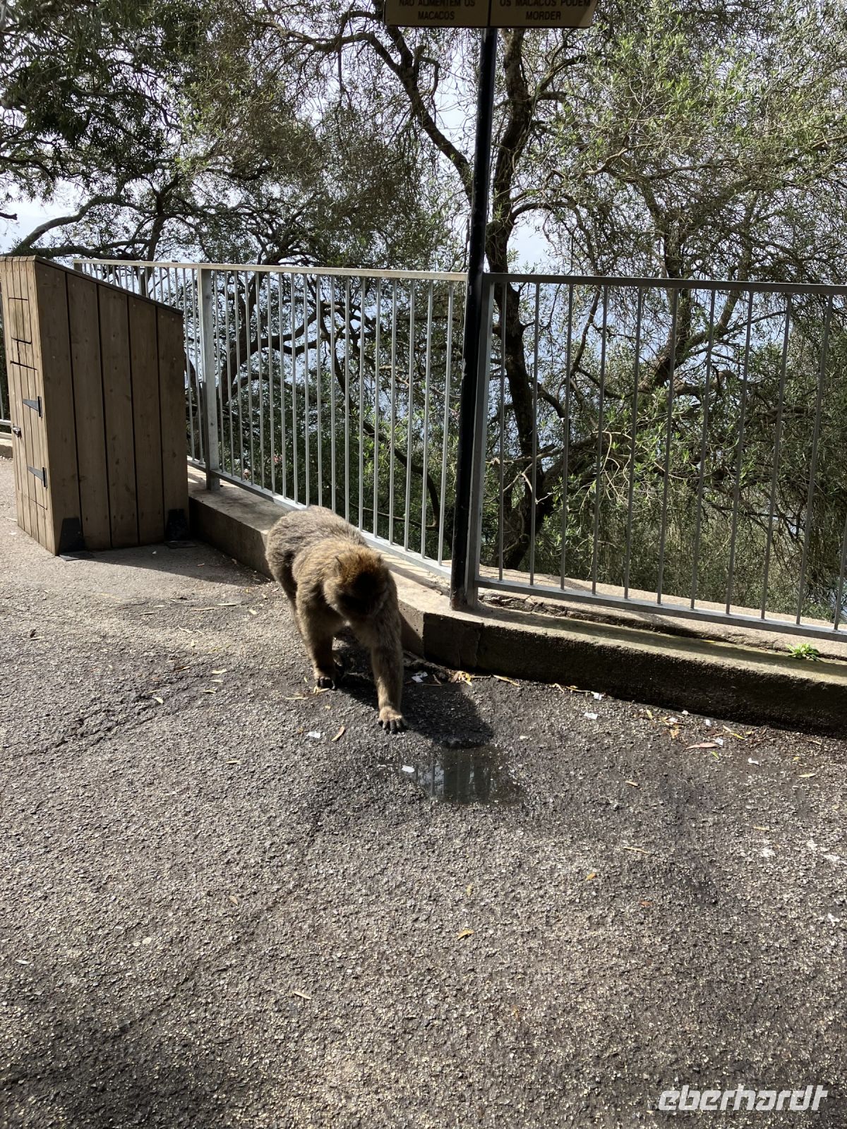 Gibraltar, Affen vor der St. Michaels Höhle