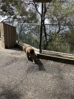 Gibraltar, Affen vor der St. Michaels Höhle
