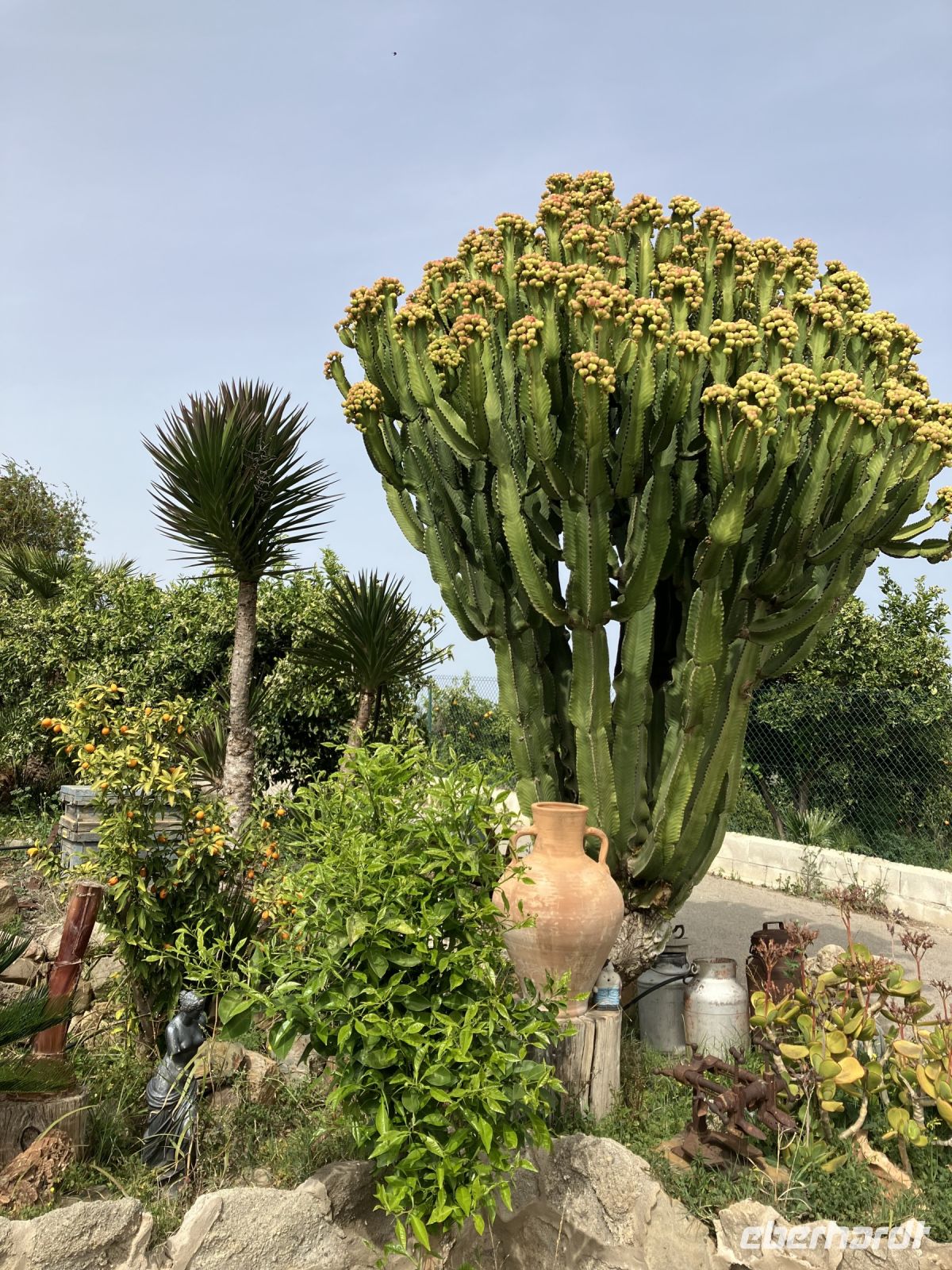 Spanien, Málaga, auf der Finca von Juanito Orange