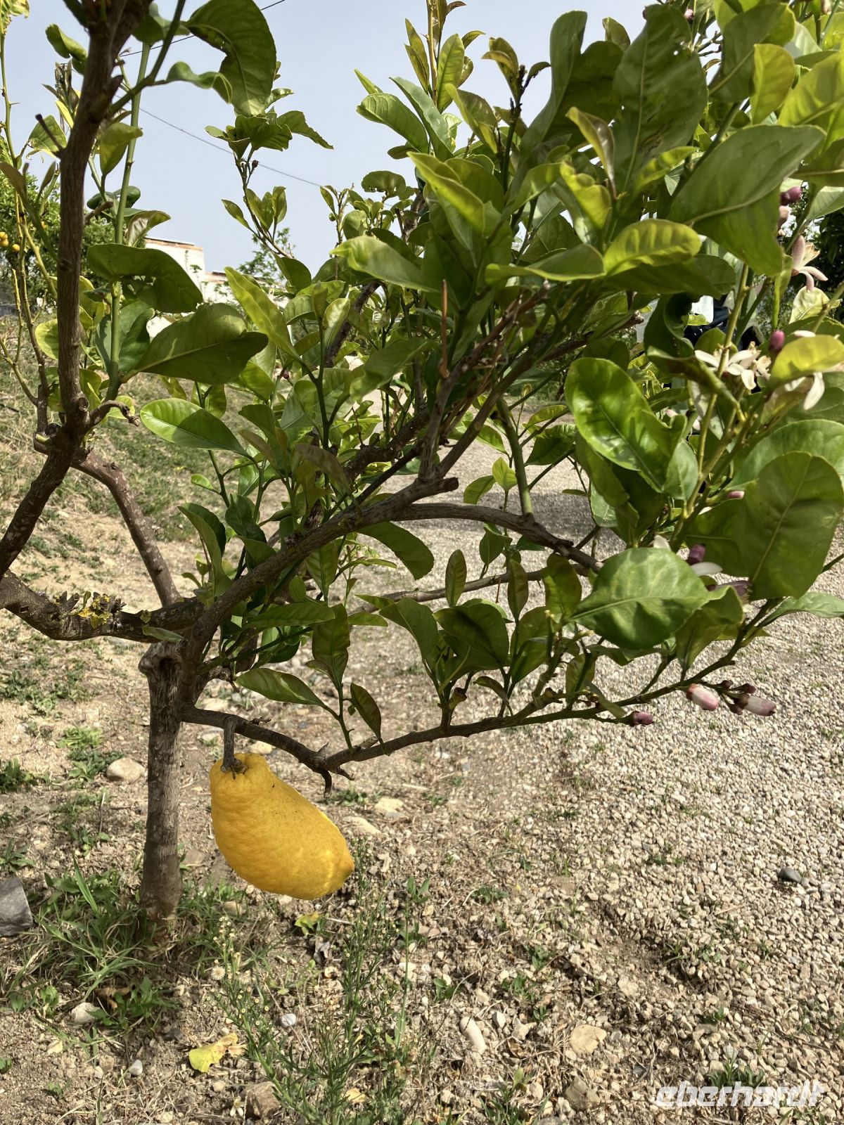 Spanien, Málaga, Finca von Juanito Orange