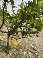 Spanien, Málaga, Finca von Juanito Orange