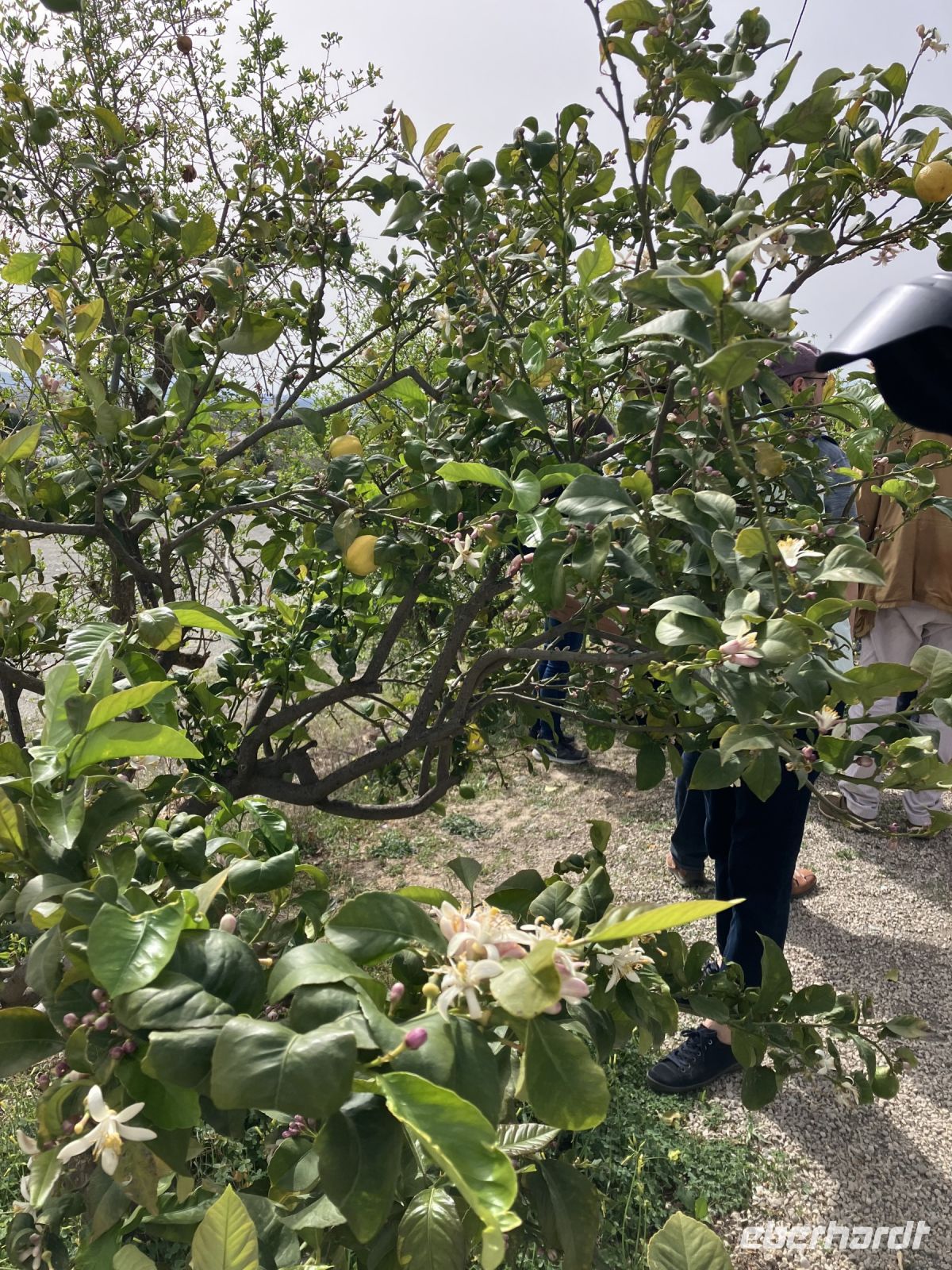 Spanien, Málaga, Finca von Juanito Orange