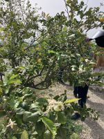 Spanien, Málaga, Finca von Juanito Orange