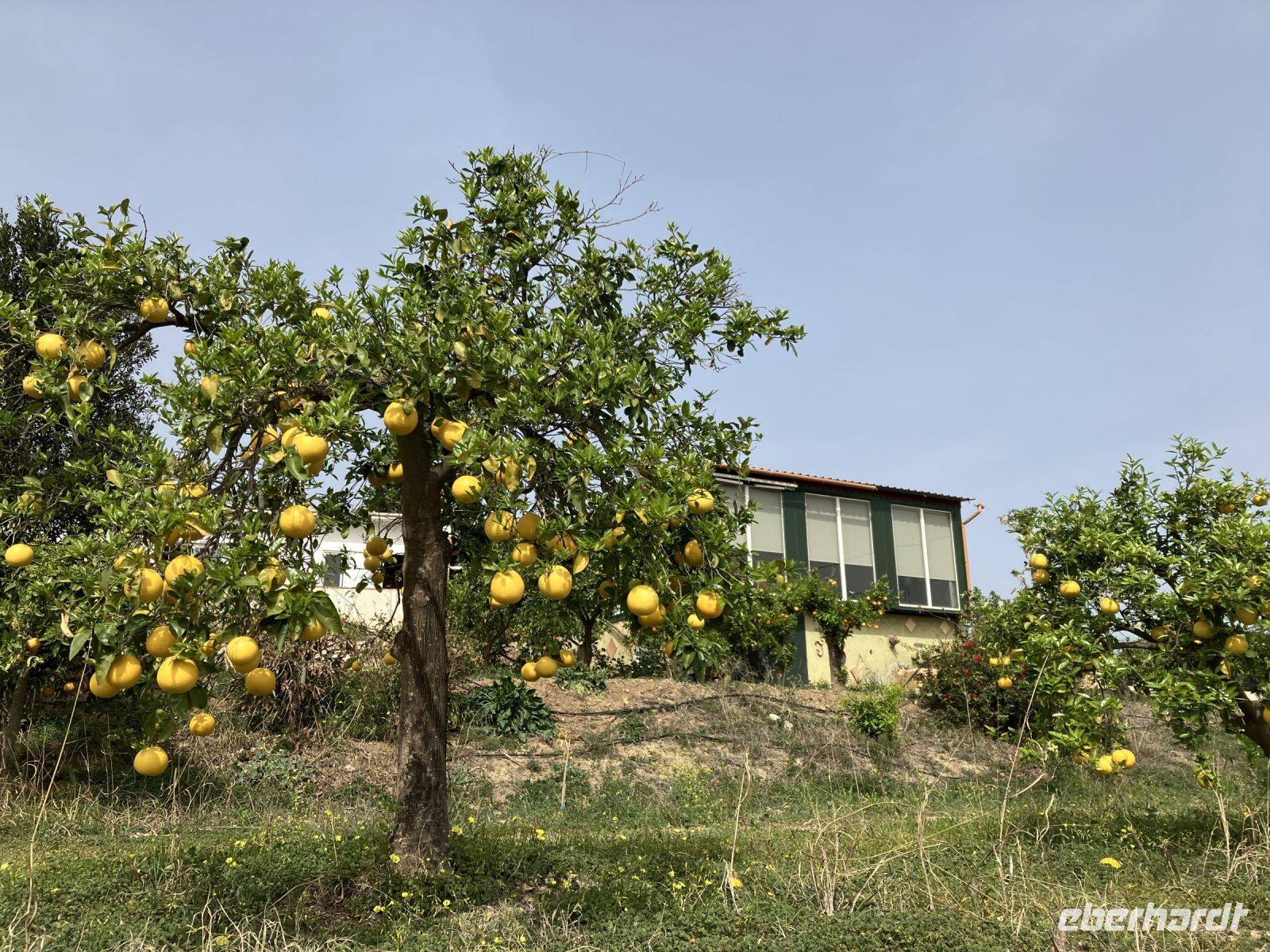 Spanien, Málaga, Finca Juanito Orange