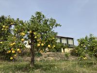 Spanien, Málaga, Finca Juanito Orange
