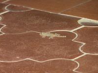 Beim Hotel fand ich abends auch diesen kleinen Gecko