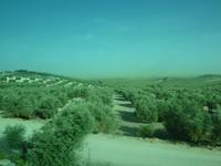 Und wieder gab es endlose Olivenplantagen zu sehen