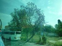 Leider ist hier die prächtige Farbe des Jacaranda-Baumes kaum zu erkennen