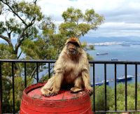 Berberaffe vor dem Eingang zur St. Michael's Cave, Gibraltar, Großbritannien.