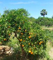 Orangenplantage von 