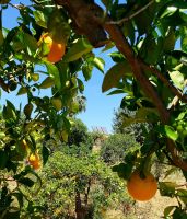 Orangenplantage von 