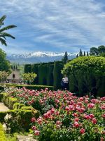 in der Alhambra - die Rosengärten im Mai