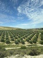 Olivenhaine - bis Jaen 