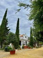 Olivenöl-Hacienda Basilippo