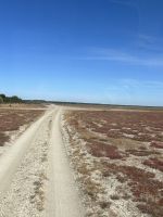 im Doñana Nationalpark - die Marisma