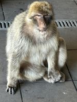  Berberaffen in Gibraltar