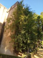 Sehr alter Granatapfelbaum