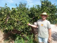 Fachmannische Einführung in die Zitrusfrüchtewelt
