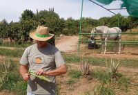 Aloe Vera hält die Haut geschmeidig (wir testen es sofort)