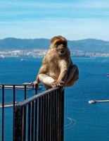 Berberaffe genießt die Aussicht mit uns