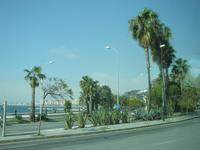 Palmenallee in Malaga