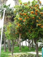 Orangenbaum in Malaga
