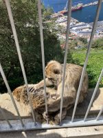 Gibraltar, Berberaffen 