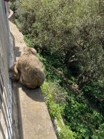 Gibraltar, Berberaffen